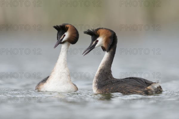 Great Crested Grebe (Podiceps cristatus) pair displaying, North Rhine-Westphalia, Germany