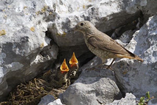 Common Rock Thrush (Monticola saxatilis) female feeding chicks in nest, Primorje, Croatia