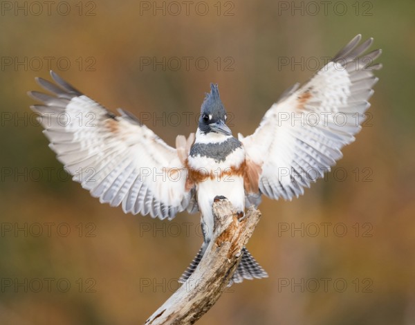 Belted Kingfisher (Megaceryle alcyon) female perched on a branch, Florida, USA