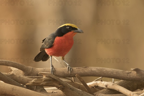 Yellow-crowned Gonolek (Laniarius barbarus), Gambia