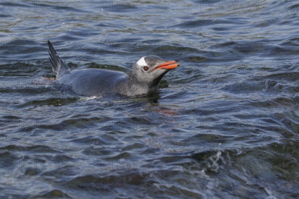 Gentoo Penguin (Pygoscelis papua) swimming in the ocean near South Georgia Island