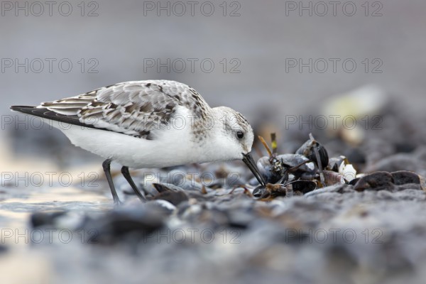 Sanderling (Calidris alba), Mecklenburg-Western Pomerania, Germany