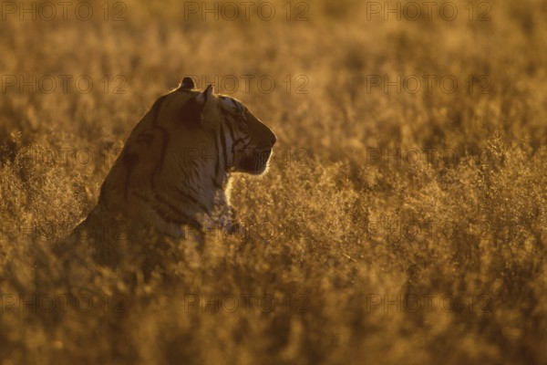 Bengal Tiger (Panthera tigris) male portrait in sunset, captive, Philippolis, South Africa