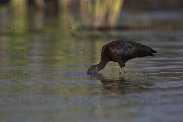 Glossy Ibis (Plegadis falcinellus) foraging in shallow water, Nechisar National Park, Ethiopia