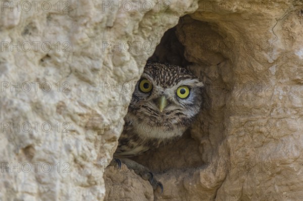 Little Owl (Athene noctua) peering out from nest hole, Spain
