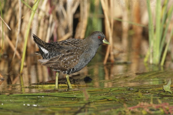 Australian Crake (Porzana fluminea) foraging, Victoria, Australia