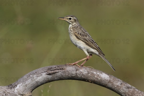Paddyfield Pipit (Anthus rufulus), Penang, Malaysia