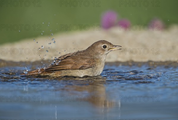 Common Nightingale (Luscinia megarhynchos) bathing, Aosta Valley, Italy
