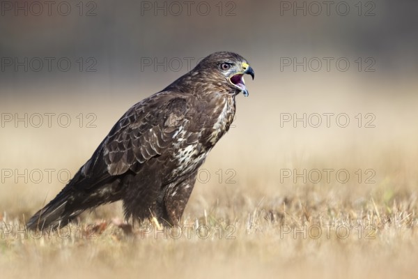 Common Buzzard (Buteo buteo) calling, Saxony-Anhalt, Germany