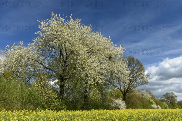 Cherry tree and blooming field of rapeseed (Brassica napus), Ruegen Island, Mecklenburg-Western Pomerania, Germany