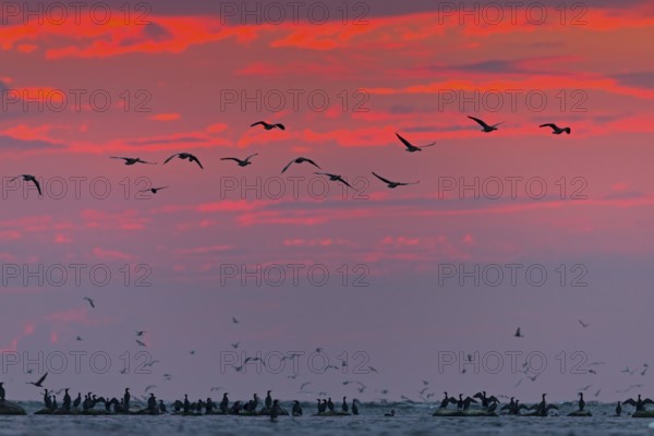 Graugans, Greylag Goose, Anser anser, Oie cendrée, Ánsar Común