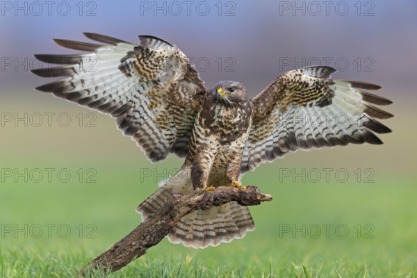 Mäusebussard, Common Buzzard, Buzzard, Eurasian Buzzard, Buteo buteo, Buse variable, Busardo Ratonero