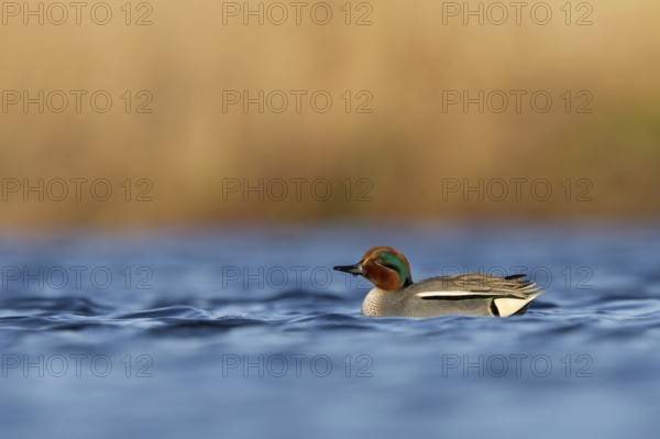 Wintertaling, Eurasian teal, Anas crecca