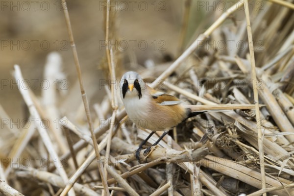 Bearded Reedling - Bartmeise - Panurus biarmicus ssp. russicus, Kazakhstan, adult male