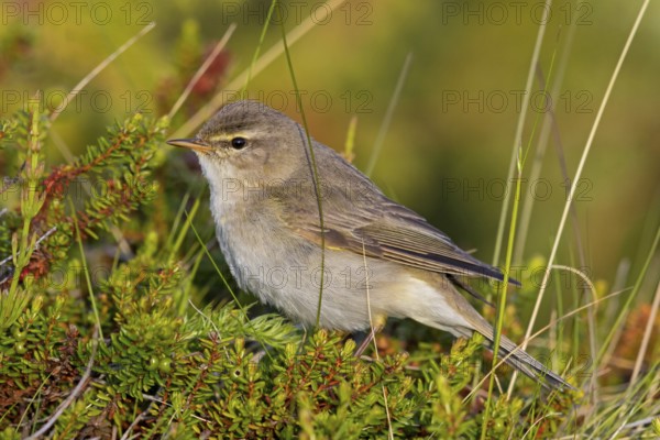 Fitis, Willow Warbler, Phylloscopus trochilus, Pouillot fitis, Mosquitero Musical