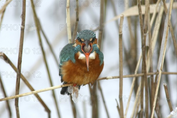 Common Kingfisher (Alcedo atthis) female perched in reedbed, regurgitating pellet, Mecklenburg-Western Pomerania, Germany
