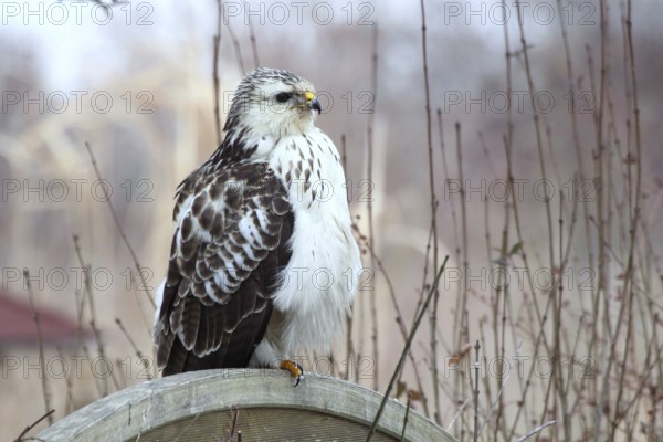 Common Buzzard (Buteo buteo) perched on a wooden partition wall in garden, Mecklenburg-Western Pomerania, Germany