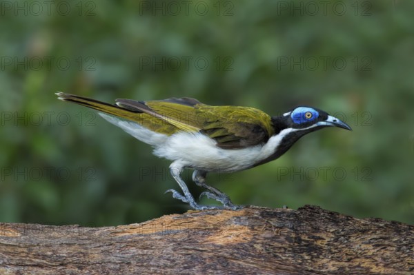 Blue-faced Honeyeater (Entomyzon cyanotis) perched on a tree trunk, Northern Territory, Australia