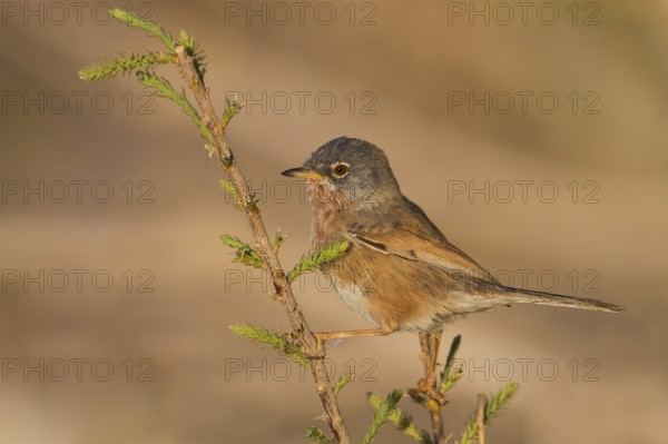 Tristrams Warbler - Atlasgrasmücke - Sylvia deserticola, Morocco, adult