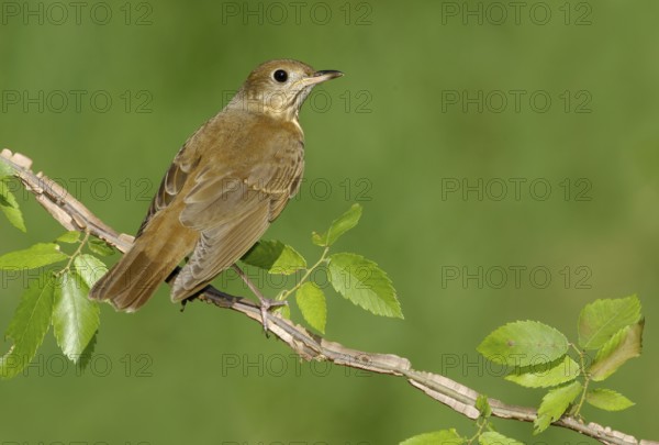 Veery (Catharus fuscescens), Texas, USA