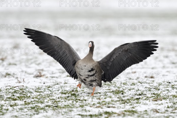 Greater White-fronted Goose (Anser albifrons) flapping on snowy field, North Rhine-Westphalia, Germany