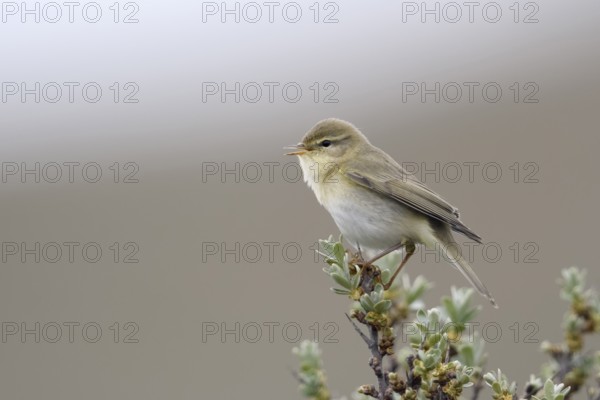 Klein, unauffällig, aber oho... Fitis *Phylloscopus trochilus* singend auf einem Sanddornbusch