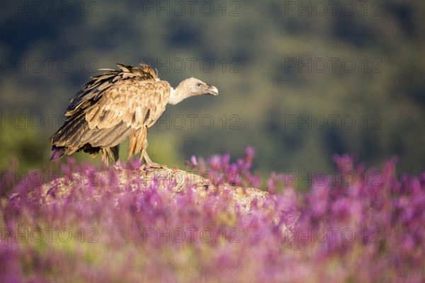 Griffon Vulture (Gyps fulvus) in field, Madrid, Spain