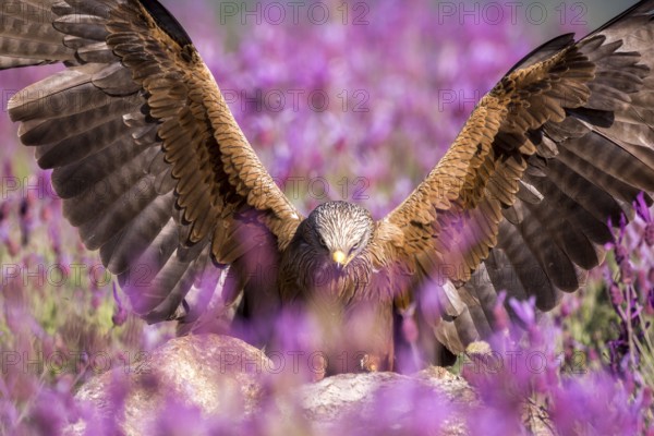 Black Kite (Milvus migrans) landing, Madrid, Spain