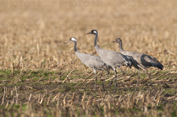 Common Crane (Grus grus) juvenile, Lower Saxony, Germany