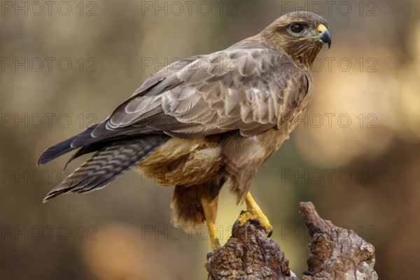 Common Buzzard (Buteo buteo), perched on a branch, Castile and Leon, Spain
