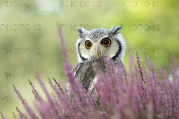Southern White-faced Owl (Ptilopsis granti) captive, among flowers, Germany