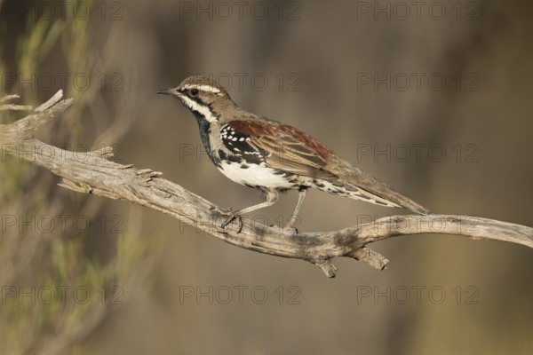 Chestnut-breasted Quail-thrush (Cinclosoma castaneothorax) male perched on a branch, Victoria, Australia