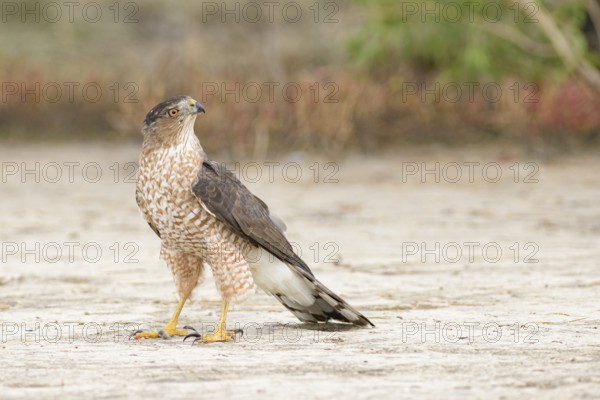 Cooper's Hawk (Accipiter cooperii) perched on the ground, Texas, USA