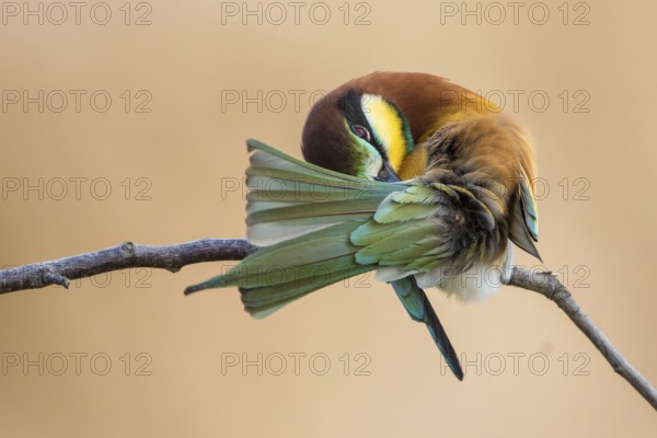 European Bee-eater (Merops apiaster) preening, Rhineland-Palatinate, Germany
