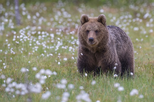 Eurasian Brown Bear (Ursus arctos) male close-up in white cottongrass, Finland