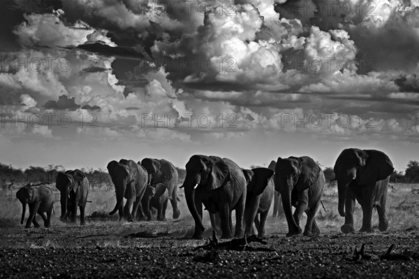 Black and white art photo. African safari. Herds elephant in the sand desert. Wildlife scene from nature, elephant in habitat, Etocha NP, Namibia, Africa. Green wet season, storm dark sky