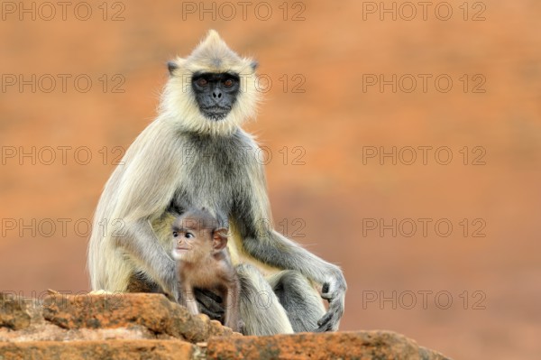 Common Langur, Semnopithecus entellus, monkey sitting in grass, nature habitat, Sri Lanka. Feeding scene with langur. Wildlife of Sri Lanka. Monkey in nature habitat, clear background and foreground