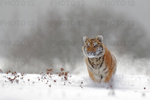Running tiger with snowy face. Tiger in wild winter nature. Amur tiger running in the snow. Action wildlife scene, danger animal. Cold winter, tajga, Russia. Snowflake with beautiful Siberian tiger
