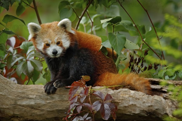 Red panda lying on the tree with green leaves. Red panda bear, Ailurus fulgens, habitat. Detail face portrait, animal from China. Wildlife scene from Asia forest. Beautiful Panda from nature
