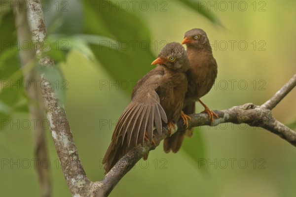 Ein Pärchen der in Sri lanka endemisch vorkommenden orange-billed babbler