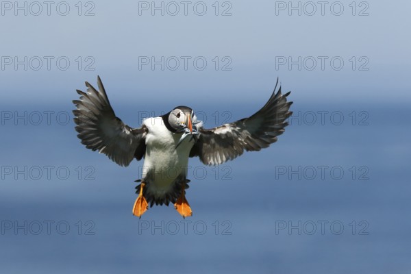 Atlantic Puffin (Fratercula arctica) incoming, carrying sandeels in bill, Farne Islands, United Kingdom