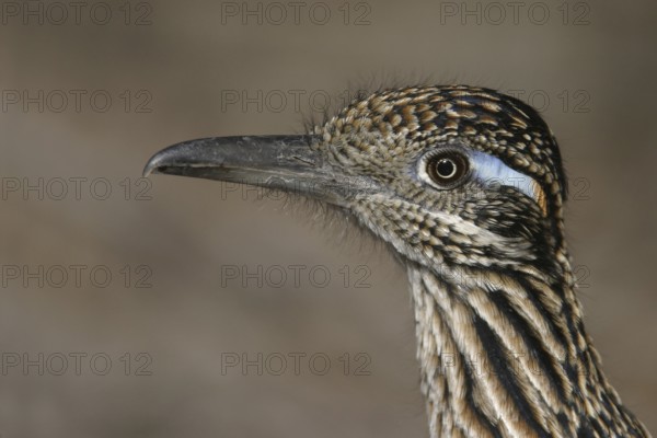 Greater Roadrunner (Geococcyx californianus), New Mexico, USA