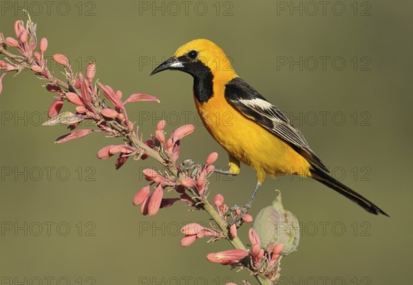 Hooded Oriole (Icterus cucullatus) male, Arizona, USA