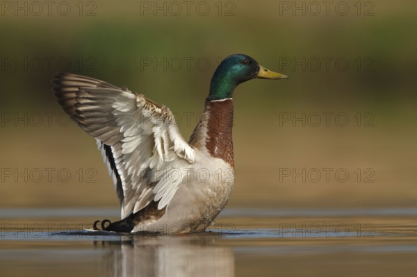 Mallard (Anas platyrhynchos) male, Utrecht, Netherlands