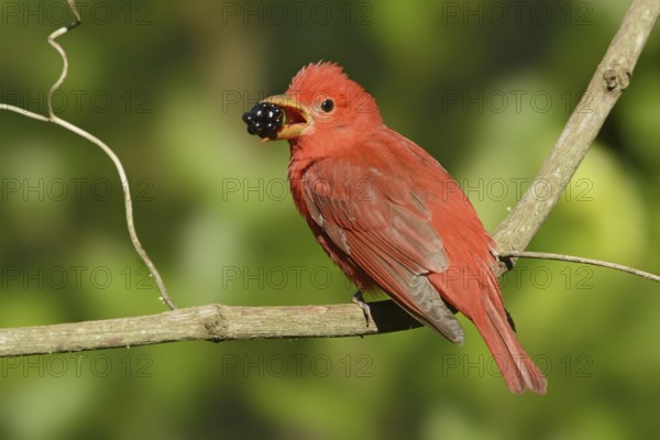 Summer Tanager (Piranga rubra), Texas, USA