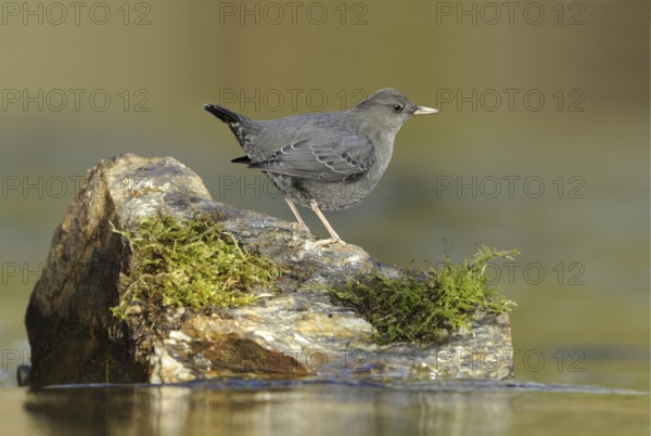 American Dipper (Cinclus mexicanus), British Columbia, Canada