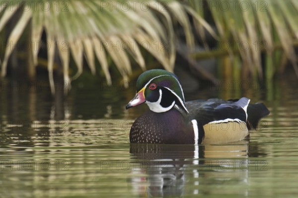 Wood Duck (Aix sponsa) male, Arizona, USA
