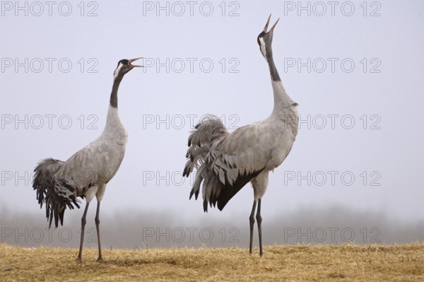 Common Crane (Grus grus) courting, Vaestergoetland, Sweden