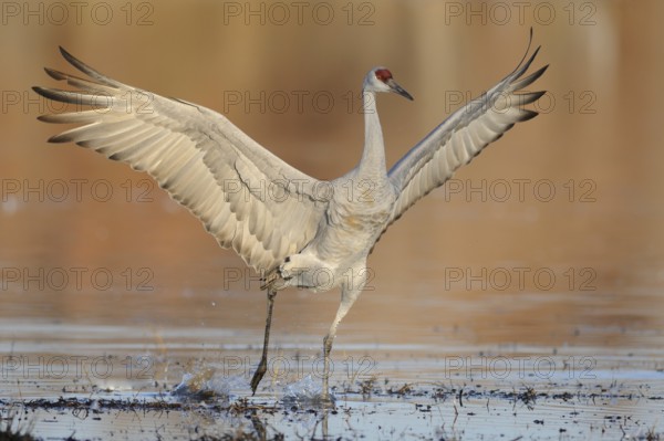 Sandhill Crane (Antigone canadensis), New Mexico, USA