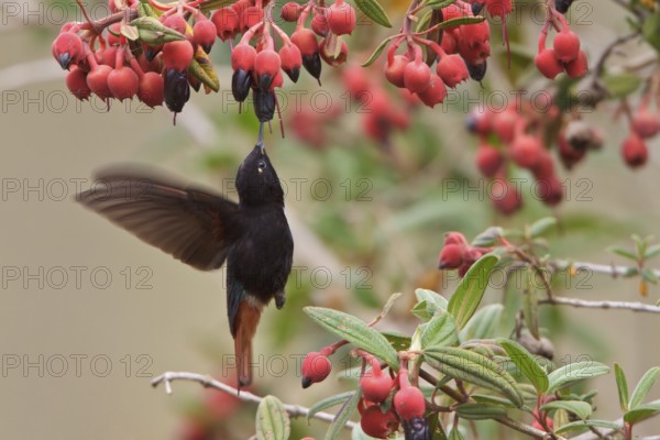 Black-hooded Sunbeam (Aglaeactis pamela) flying while feeding at a flower in Bolivia, South America